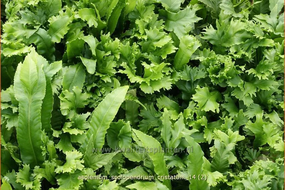Asplenium scolopendrium 'Cristatum'