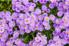 Aster dumosus 'Herbstpurzel'