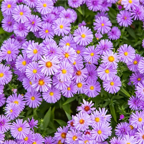Aster dumosus 'Herbstpurzel'