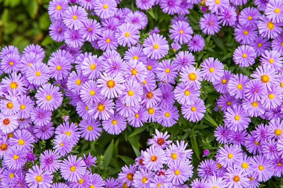 Aster dumosus 'Herbstpurzel'