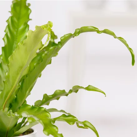 Asplenium scolopendrium 'Cristatum'