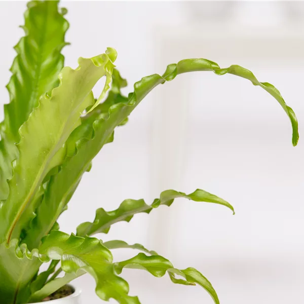 Asplenium scolopendrium 'Cristatum'