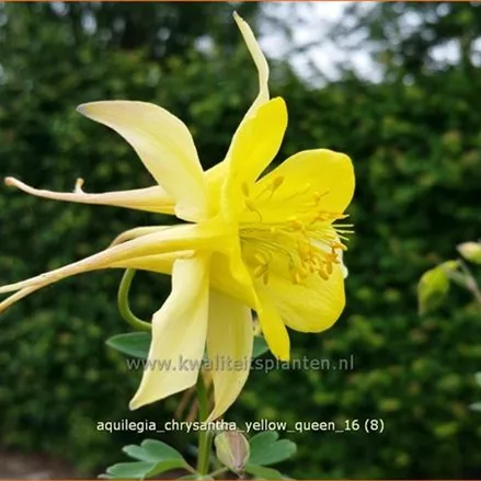 Aquilegia chrysantha 'Yellow Queen'