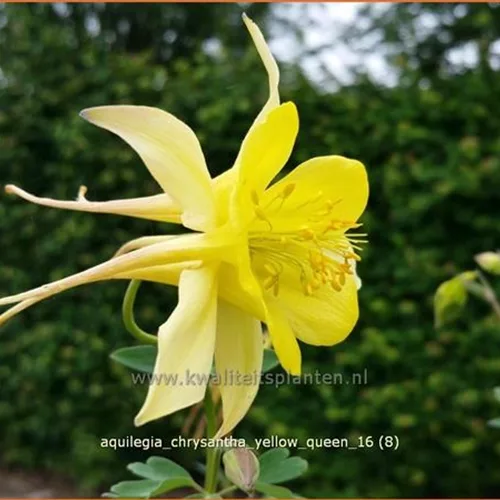 Aquilegia chrysantha 'Yellow Queen'