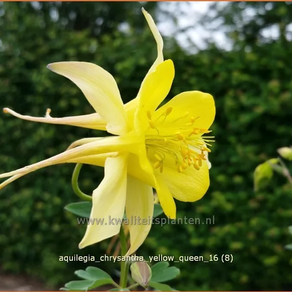 Aquilegia chrysantha 'Yellow Queen'