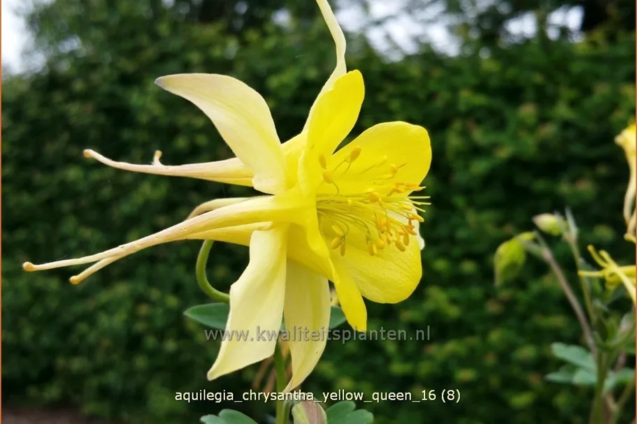 Aquilegia chrysantha 'Yellow Queen'