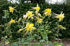 Aquilegia chrysantha 'Yellow Queen'