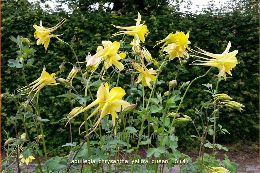 Aquilegia chrysantha 'Yellow Queen'