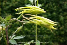Aquilegia chrysantha 'Yellow Queen'