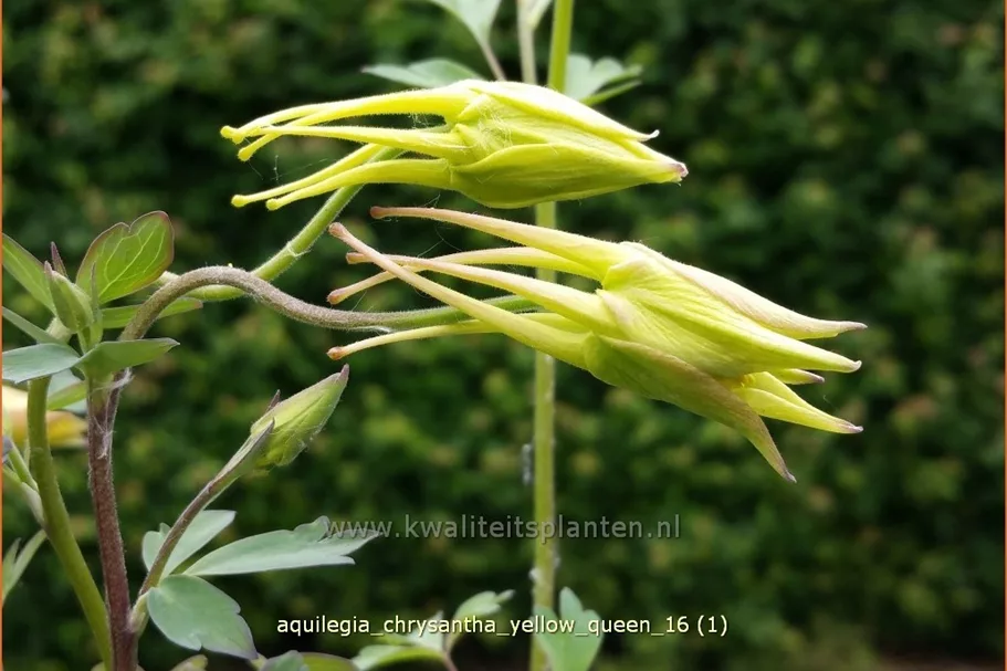 Aquilegia chrysantha 'Yellow Queen'