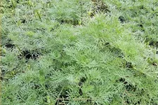 Artemisia abrotanum