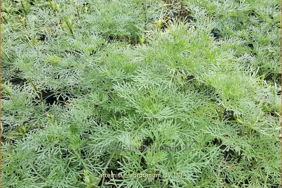 Artemisia abrotanum