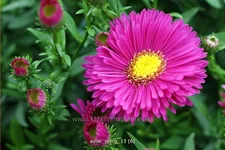 Aster dumosus 'Jenny'