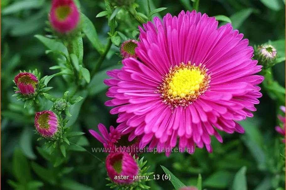 Aster dumosus 'Jenny'