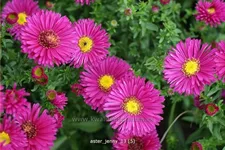 Aster dumosus 'Jenny'