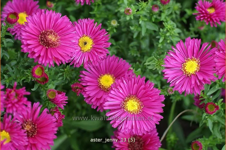 Aster dumosus 'Jenny'