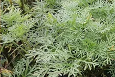 Artemisia abrotanum