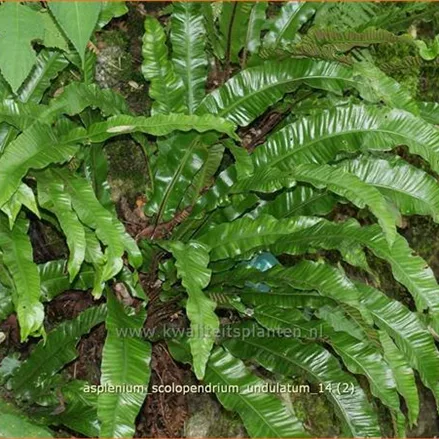Asplenium scolopendrium 'Undulatum'