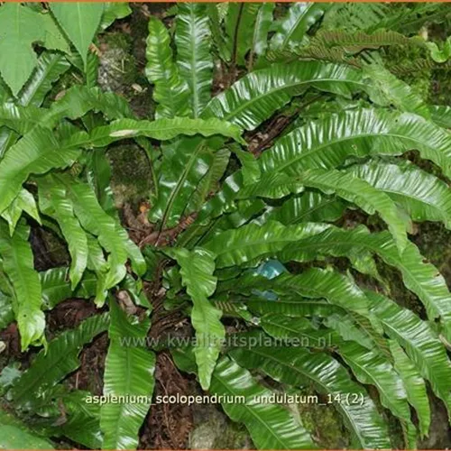Asplenium scolopendrium 'Undulatum'