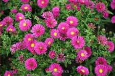 Aster dumosus 'Jenny'
