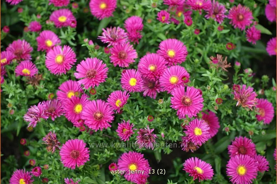 Aster dumosus 'Jenny'