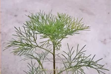 Artemisia abrotanum