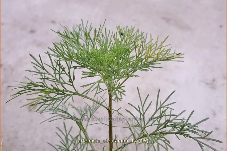 Artemisia abrotanum