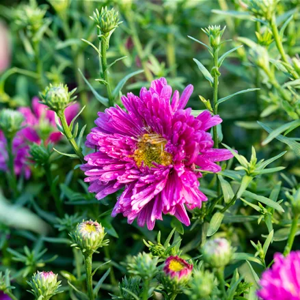 Aster dumosus 'Bahamas'®