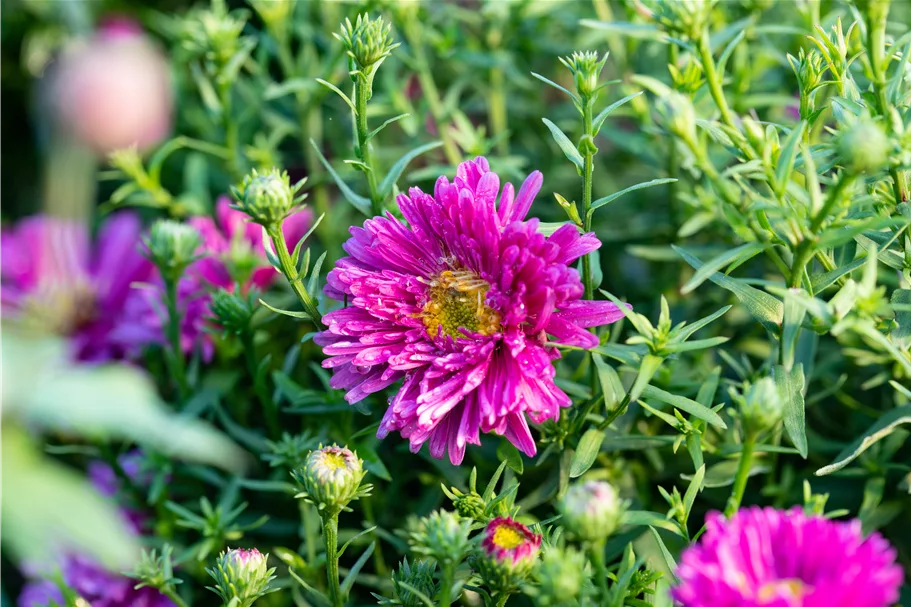 Aster dumosus 'Jenny'