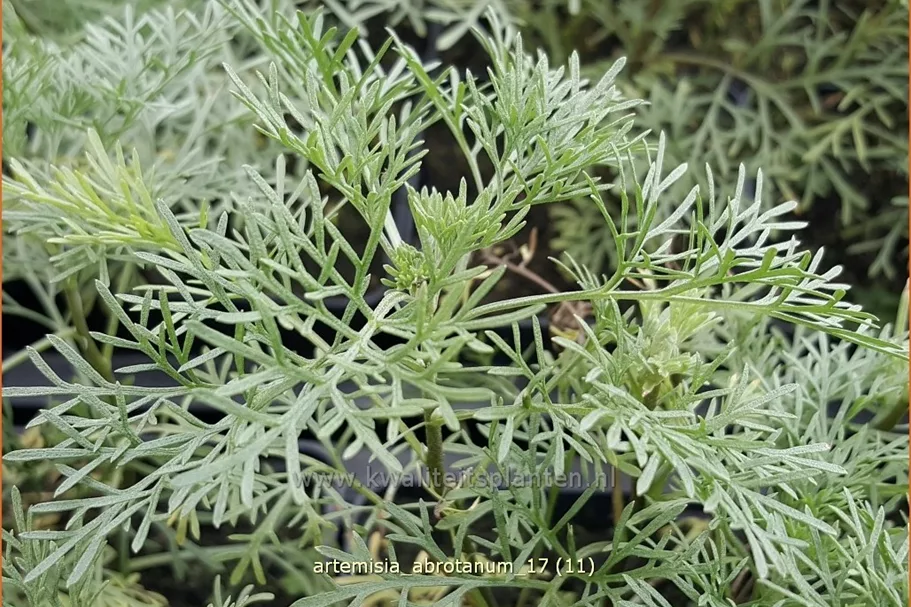 Artemisia abrotanum