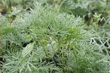 Artemisia abrotanum