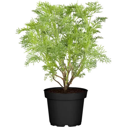 Artemisia abrotanum