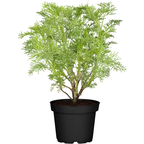 Artemisia abrotanum