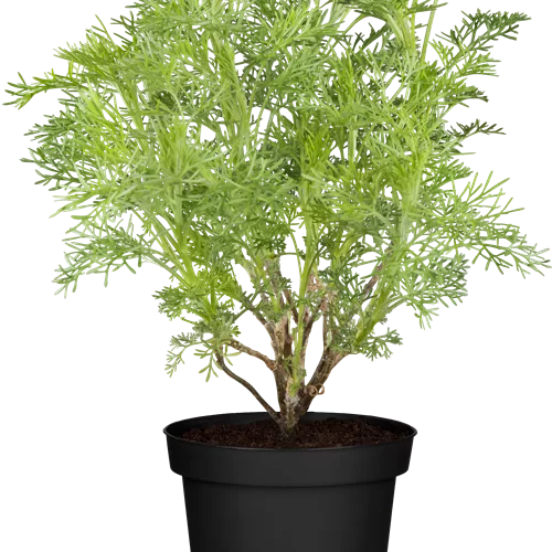 Artemisia abrotanum