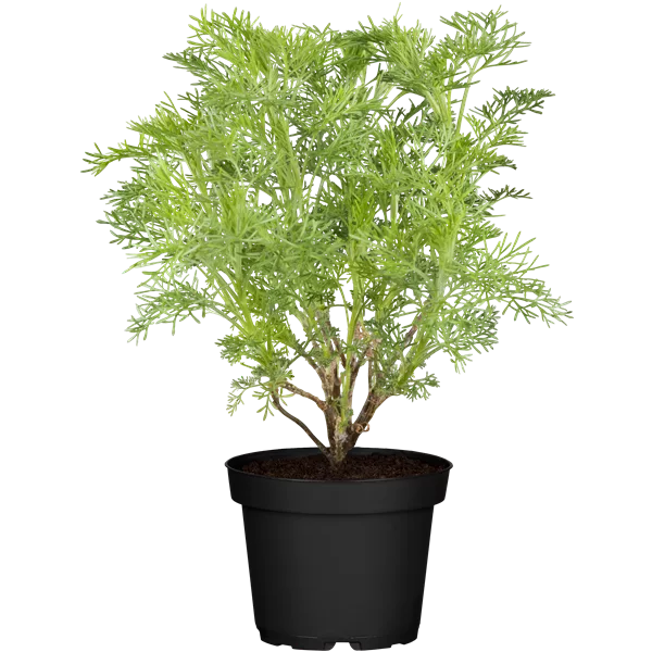 Artemisia abrotanum