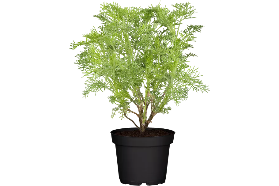 Artemisia abrotanum