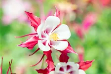 Aquilegia caerulea 'Crimson Star'