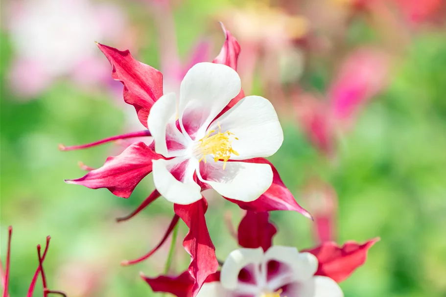 Aquilegia caerulea 'Crimson Star'