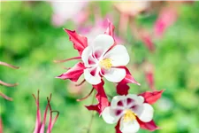 Aquilegia caerulea 'Crimson Star'