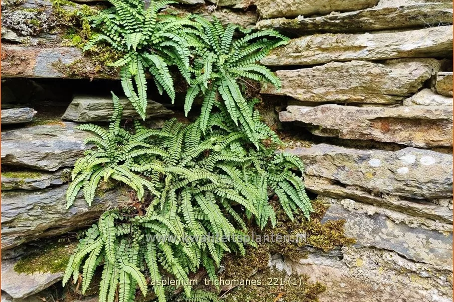 Asplenium trichomanes