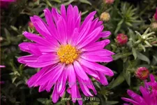 Aster dumosus 'Kassel'