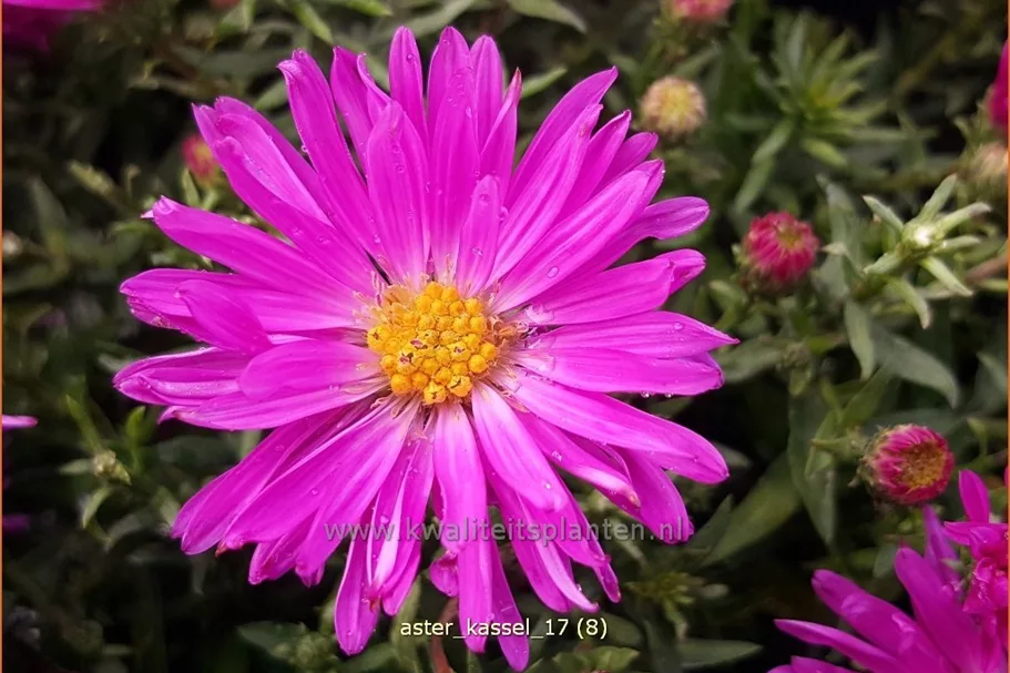 Aster dumosus 'Kassel'