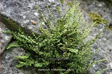 Asplenium trichomanes