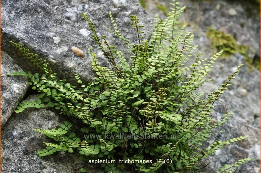 Asplenium trichomanes