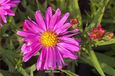 Aster dumosus 'Kassel'