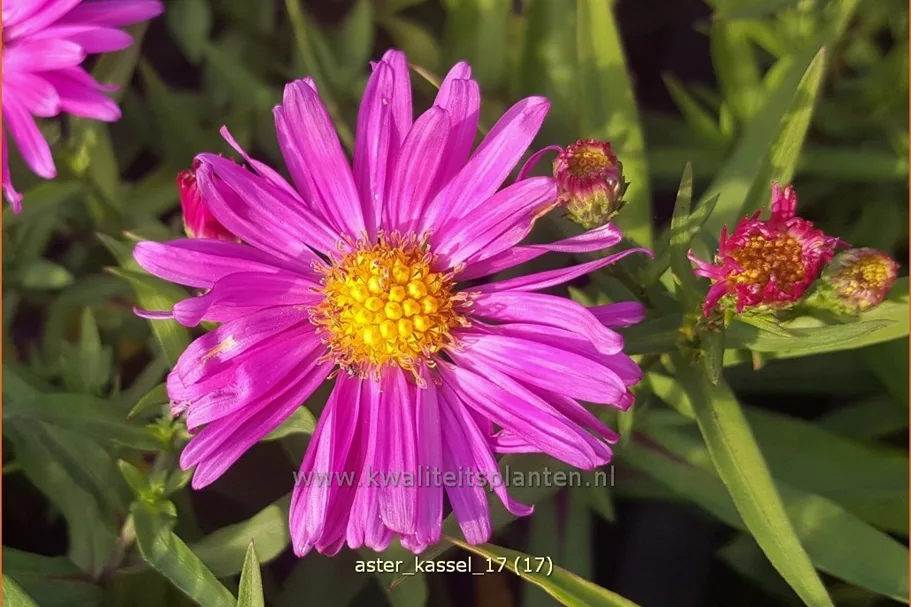 Aster dumosus 'Kassel'