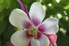 Aquilegia caerulea 'Crimson Star'