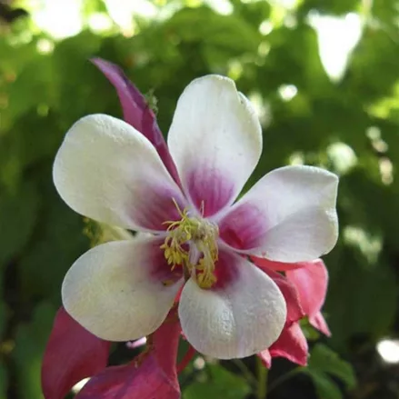 Aquilegia caerulea 'Crimson Star'