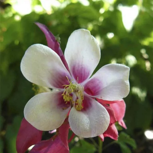 Aquilegia caerulea 'Crimson Star'
