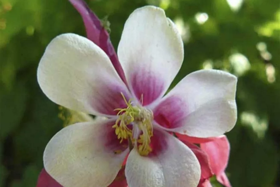 Aquilegia caerulea 'Crimson Star'